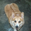 緊急！コーギー里親様募集いたします。