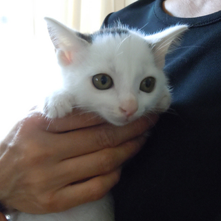 白×黒ブチの女の子です。