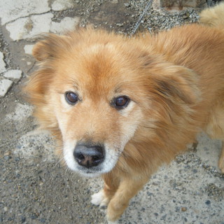 急募！！大人しいおじいちゃん犬です☆
