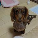 珊瑚君ダックスフンド里親募集中