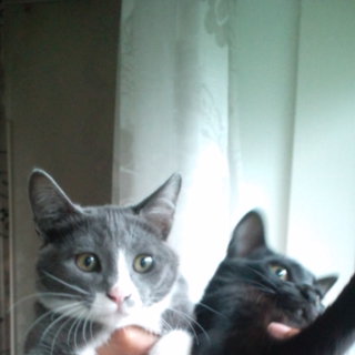 生後三ヶ月　兄弟