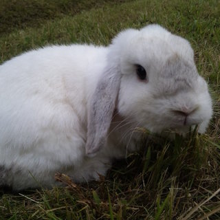 白のホーランドロップの里親様を募集しております