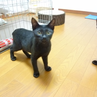 黒ネコ３兄弟の里親さんになって下さい