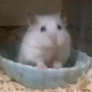キャンベルハムスター１２匹