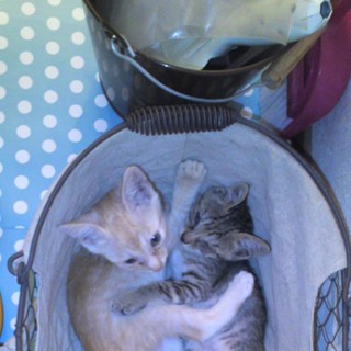 手サイズの子猫