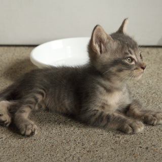 生後2ヶ月の子猫