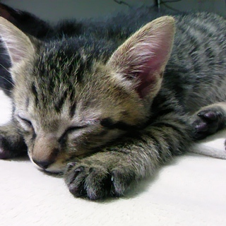 甘えん坊４兄弟