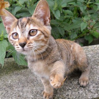 チロルチョコのように可愛い仔猫の里親募集