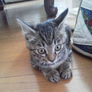 おっとりキジちゃん