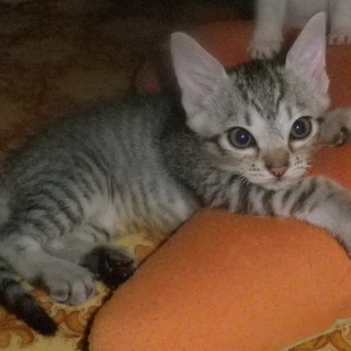 生後2か月グレーきじメス①