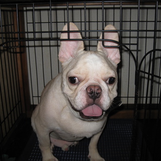 フレンチブルドッグ２歳♂の里親さんを探しています。