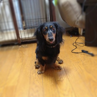 甘えん坊です。