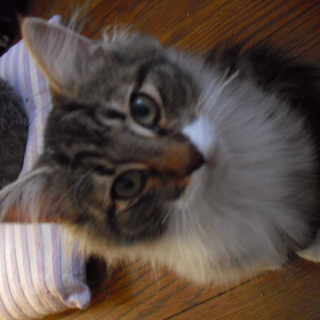 活発で人懐っこいです。