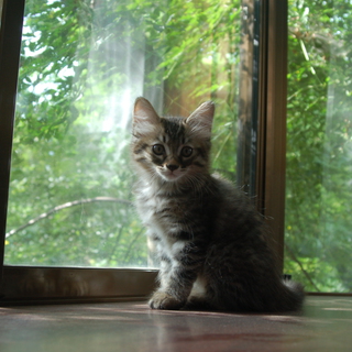 子猫貰ってください