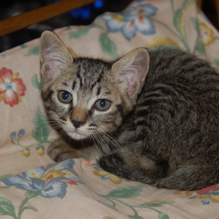 子猫貰ってください