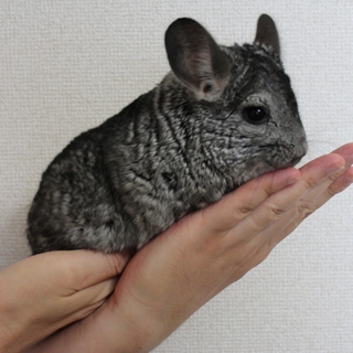 チンチラ一家３匹