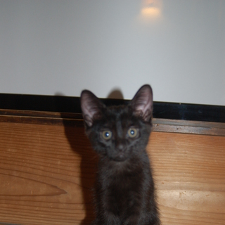 子猫貰ってください