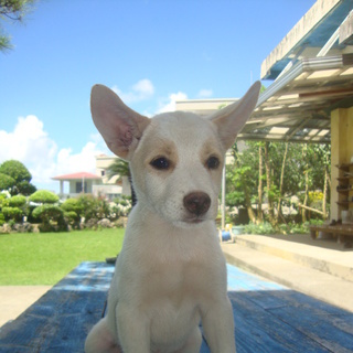 ３匹の子犬の里親募集です！