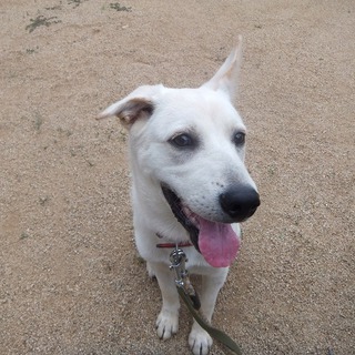 ラブラドールMix　やさしいオス犬です。