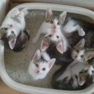 子猫達の里親募集しています！！