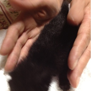 ミルクのみ仔猫　新しい家族を探しております