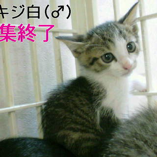 大きな瞳の五匹兄弟 1カ月半 <2>