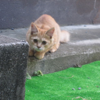 一生可愛がってくださる方募集します