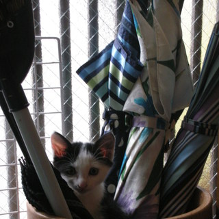 子猫の里親募集します