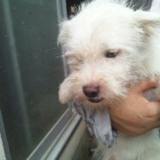 ホワイトちゃん