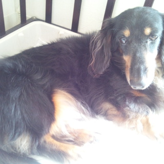 ミニチュアダックスの里親を探しています！！