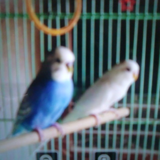 セキセイインコ　♂ペア