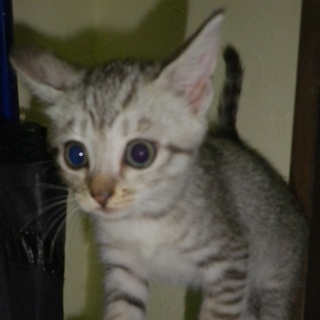 生後2か月グレーきじメス②