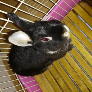 ネザーランドドワーフ★男の子★