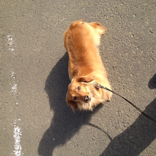 引越しで飼えなくなります