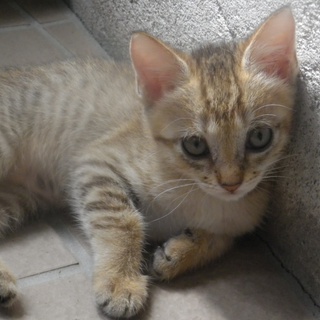 生後2か月茶キジメス