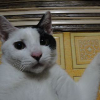 白黒パンダ風の猫です。