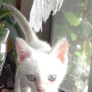 生後2か月白メス