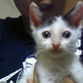 生後１ヶ月前後♂　里親募集