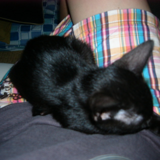 ひざの上がだいすき！！写真更新しました