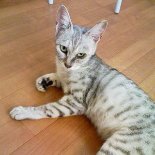 べったり甘えんぼ4～5ヵ月くらいの女のコ