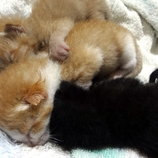 生後０ヶ月の兄弟です