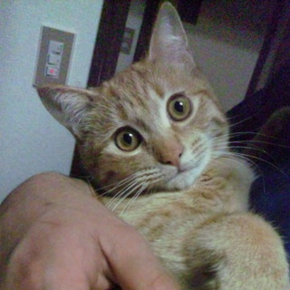 里親募集してます！