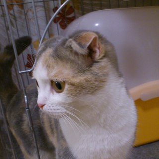 スコちゃん女の子　里親募集