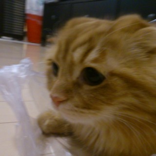 スコちゃん　男の子