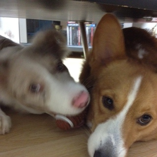 急募！！小さめ甘えんぼコーギー☆