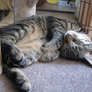 まんまる顔のキジトラ♀犬ＯＫ！