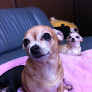 里親決定いたしました、皆様ありがとうございました。