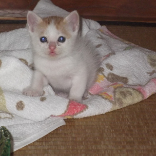 里親さん募集中