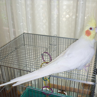 白オカメインコ　オス