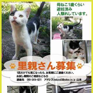 避妊済みの母猫（1歳）と２カ月の男の子